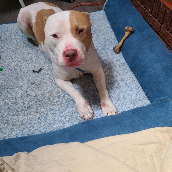 Meet your Posher, Amanda - Picture 2 of 6